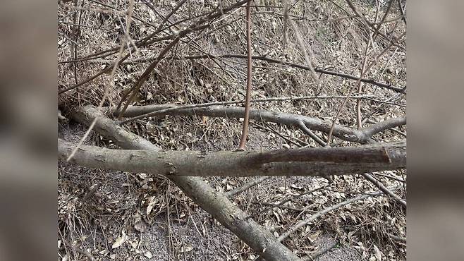 A씨가 챗GPT에 질문하며 올린 사진 / 온라인 커뮤니티 갈무리