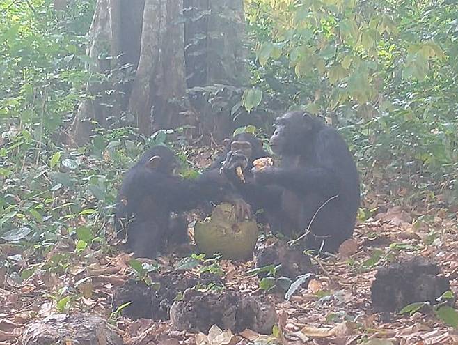 자연 발효된 과일을 나눠 먹고 있는 침팬지들./영 엑서터대