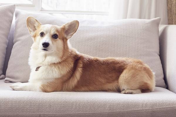 최근 개가 사람의 말에서 자신에게 의미 있는 말을 식별하는 능력이 있다는 연구 결과가 나왔 /사진=클립아트코리아