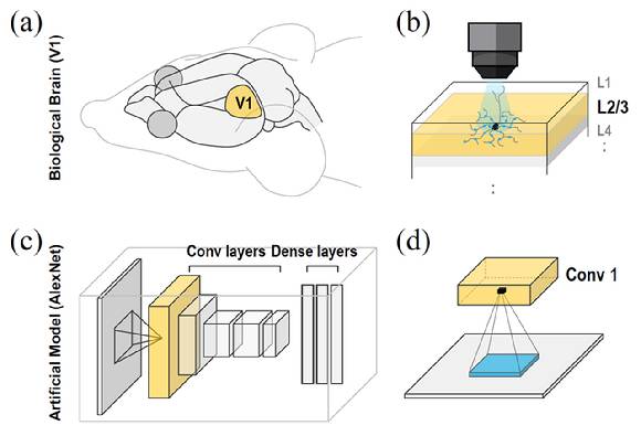 실제 뇌의 시각 피질에서는 뉴런들이 중심을 기준으로 넓고 부드럽게 연결돼 있다. 이 연결 강도는 거리마다 점진적으로 달라지는 특성을 보인다(a, b). 반면, 기존의 합성곱 신경망(CNN)에서는 뉴런이 정해진 사각형 범위(예: 3×3, 5×5 등)만을 고정적으로 바라보며 정보를 처리한다(c, d). [사진=IBS]