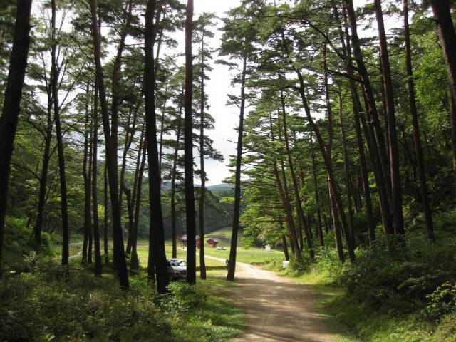 ▲ 삼척 준경묘 금강송 숲길