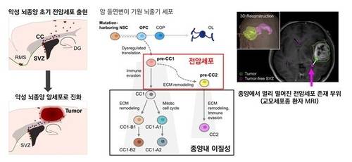 ▲ 교모세포종의 전암세포 규명 연구 모식도 [KAIST 제공=연합뉴스]