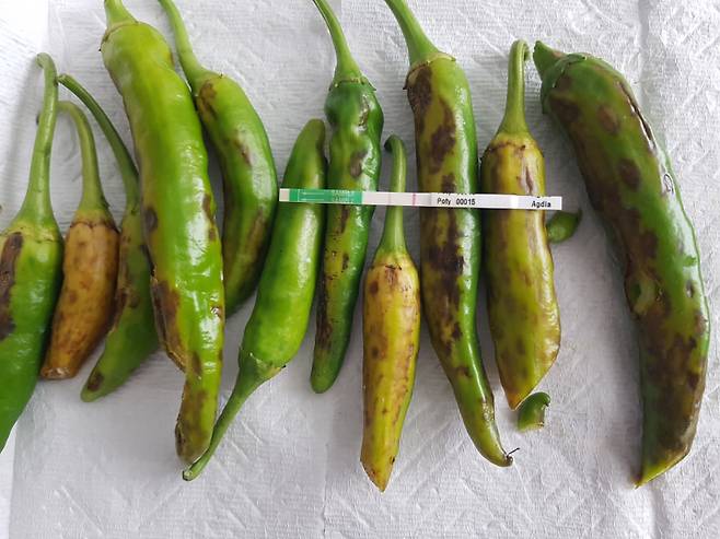 고추 바이러스(TSWV) 진단. 봉화군 제공