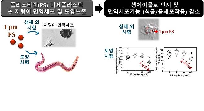 생체 외 시험 및 토양 생물검정시험에 기반한 미세플라스틱의 지렁이 생태독성 연구를 수행한 결과, 지렁이 면역세포의 면역기능 중 식균작용과 음세포작용에 미치는 유해한 영향이 관찰됐다.[건국대학교 제공]