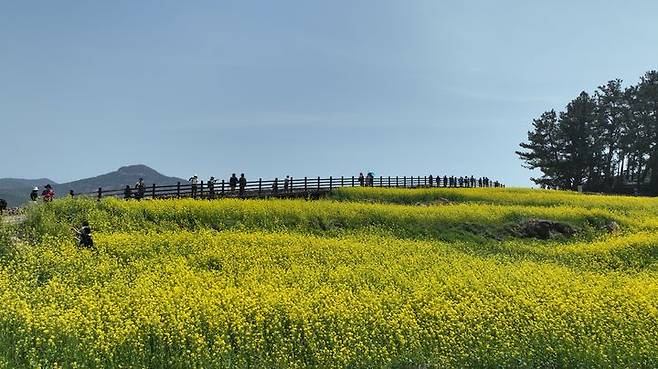 [광주=뉴시스] 전남 완도군은 22일 '청산도 슬로걷기축제' 개막 후 방문자 수가 지난 20일 기준 2만9000여명을 넘어섰다고 밝혔다. (사진=완도군 제공) 2025.04.22. photo@newsis.com *재판매 및 DB 금지