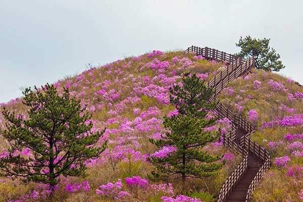천등산 철쭉공원 일대. 사진 고흥군 문화관광.