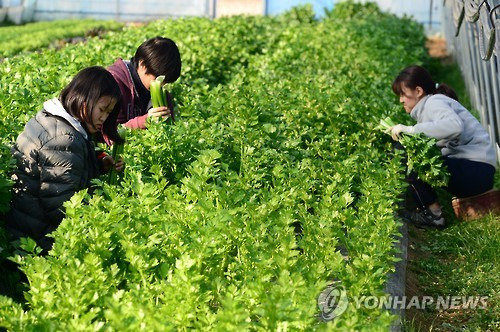 "향긋한 셀러리 드세요"  (홍성=연합뉴스) 10일 충남 홍성군 한 농촌 마을 비닐하우스에서 농민들이 셀러리를 수확하고 있다. 2017.2.10 [홍성군 제공=연합뉴스]    jkhan@yna.co.kr (끝)