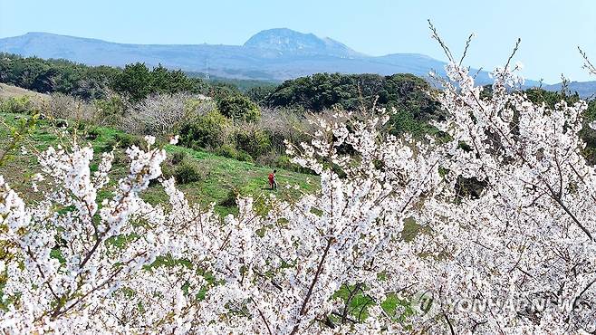 제주는 고사리 따는 봄 (서귀포=연합뉴스) 박지호 기자 = 8일 오전 제주 서귀포시 중산간의 목장에서 한 시민이 고사리를 채취하고 있다. 2025.4.8 jihopark@yna.co.kr
