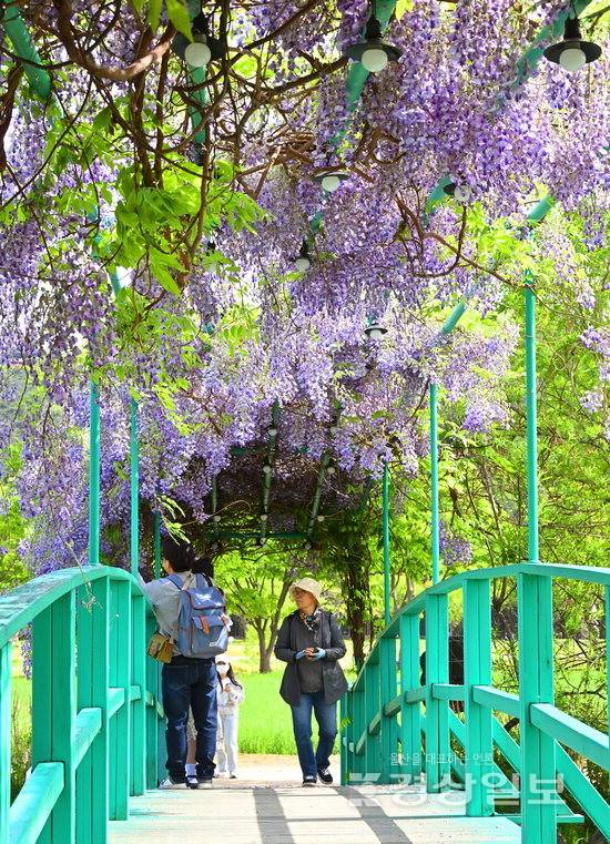 ▲ 23일 완연한 봄기운 속에 울산 중구 태화강국가정원 내 모네의 다리에 등나무꽃이 활짝 피어 환상적인 보랏빛 분위기와 봄의 향기를 전하고 있다. 김동수기자 dskim@ksilbo.co.kr