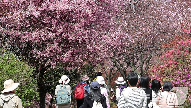 전북자치도 전주시 완산칠봉 꽃동산을 찾은 상춘객들이 활짝 핀 해당화 아래에서 사진을 찍고 있다. 2025.4.16/뉴스1 ⓒ News1 유경석 기자