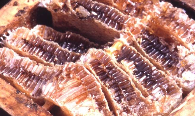 벌집꿀. 한겨레 자료사진