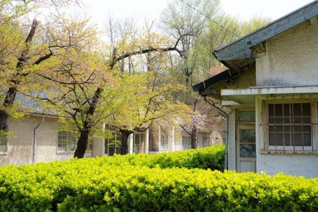 강원 동해시 동부사택 합숙소 간부 주택 사이에 벚나무가 초록 잎을 맺고 있다.