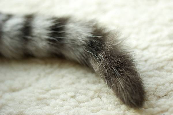 고양이 꼬리는 다양한 역할을 한다./사진=클립아트코리아