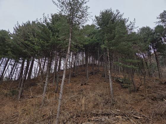 2일 강원도 춘천 옥광산에 '숲 가꾸기'를 한 구역. 나무를 솎아베기 해 나무끼리의 간격이 멀어진 상태다. 서지원·박종서 기자