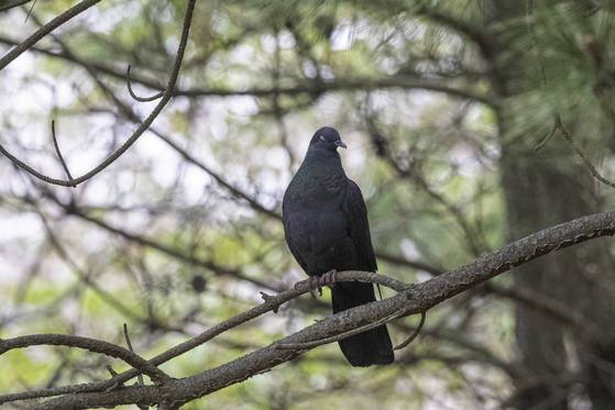 울산 해안에서 멸종위기종인 '흑비둘기'가 관찰됐다. 새 관찰 동호회 '짹짹휴게소'의 홍승민 대표가 흑비둘기의 모습을 사진으로 담는 데 성공했다.사진 홍승민 대표 (울산시 제공)