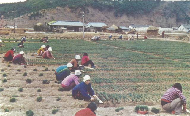 ▲ 1975년 춘성군 동면 만천리 화전조림용 마을 공동 양묘 현장. 1975년 춘성군에서 촬영한 사진이다.  박규원 한국산림녹화 유네스코 등재 추진위원 제공