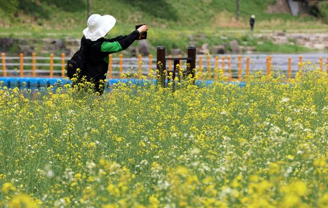 ▲ 23일 전남 화순 꽃강길에서 한 시민이 유채꽃 주변을 거닐며 봄을 만끽하고 있다. 연합뉴스
