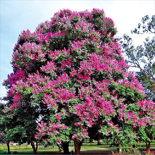 배롱나무는 봄꽃이 다 지고 난 여름에 비로소 꽃을 피워 100일 넘도록 주변을 환하게 밝힌다.