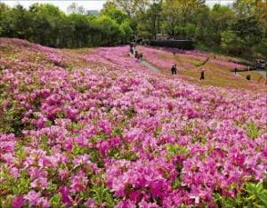 노원구 불암산 철쭉