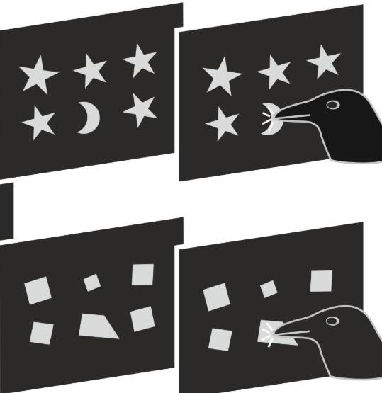 까마귀가 도형을 구분하는 개념도. 별 사이에서 초승달을 찾는 비교적 쉬운 문제(위 그림)를 통과한 까마귀는 정사각형 사이에서 사다리꼴을 찾는 문제(아래 그림)도 잘 풀어냈다. 독일 튀빙겐대 제공