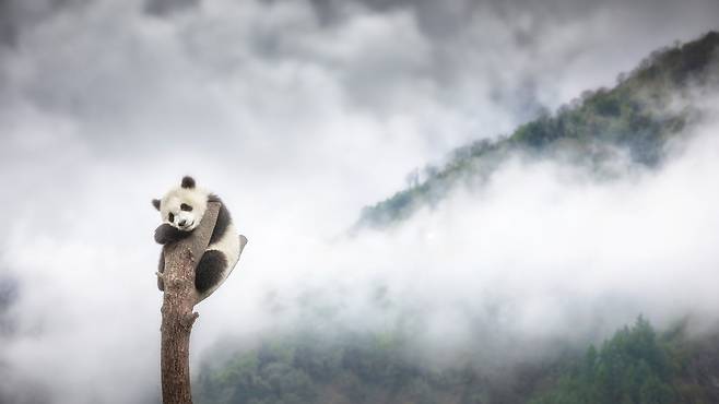 "Habitat_A giant panda in Sichuan, Southern China, on a foggy morning" (2019) by Marco Gaiotti (Chungmu Arts Center)