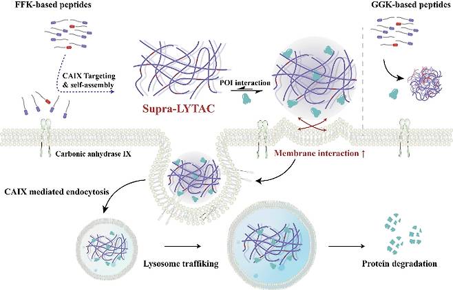 울산과학기술원 화학과 유자형 교수팀은 암이 면역 회피에 쓰는 단백질을 분해하는 복합체 조립 기술을 개발했다. UNIST 제공