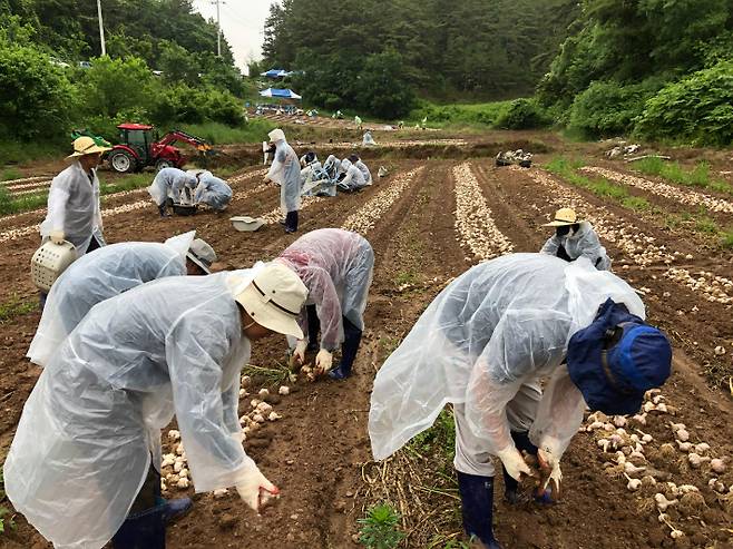 농촌 일손돕기. 경남도청 제공