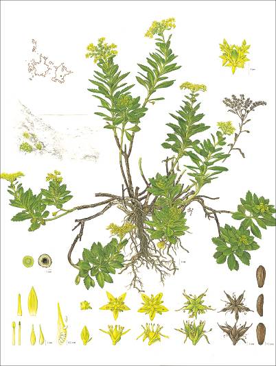 신혜우 박사의 ‘섬기린초’, 2018, 51x60㎝, 종이에 수채. 섬기린초는 울릉도와 독도에서만 자라는 우리나라 고유 식물이다.