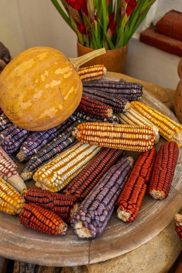 멕시코의 다양한 옥수수 품종들. 쌀 품종에 따라 풍미가 다르듯 옥수수도 색깔과 품종에 따라 맛과 향이 천차만별이다.