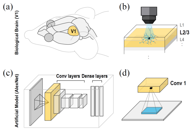 이미지의 중요한 부분에 집중해 정보를 처리하는 뇌와 이를 모방한 AI 모델 작동방식을 나타낸 그림. 사진 제공=SK텔레콤