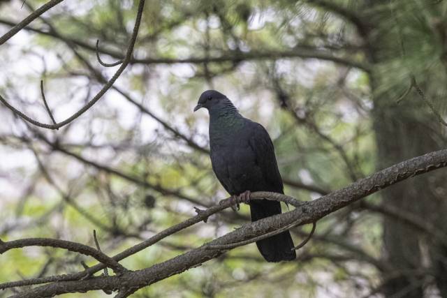 울산 동구 해안가 곰솔가지에서 발견된 흑비둘기. 사진제공=홍승민 짹짹휴게소 대표