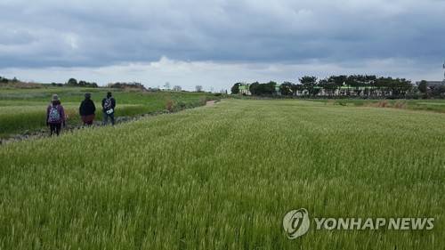 제주 가파도 청보리밭 [연합뉴스 자료사진]
