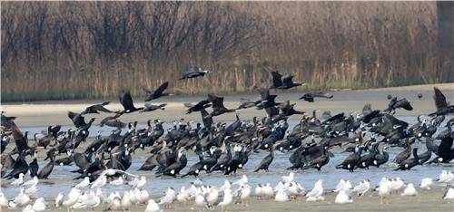 집단 사냥 나서는 민물가마우지 떼 [촬영 유형재]