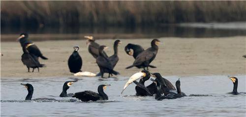 가마우지의 물고기 사냥 [촬영 유형재]