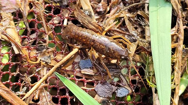 천안 병천천서 다시 발견된 생태계 교란종 '미국가재' [천안아산환경운동연합 제공. 재판매 및 DB 금지]