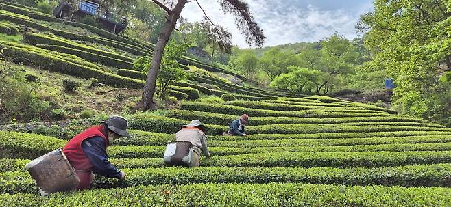 햇 장군차 수확합니다 [김해시 제공. 재판매 및 DB 금지]