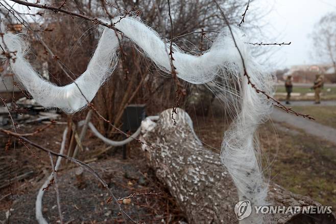 쿠르스크 수자 외곽의 나무에 걸려 있는 광케이블 뭉치 [타스 연합뉴스 자료사진. 재판매 및 DB 금지]