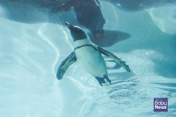 에버랜드, "4월 25일은 세계 펭귄의 날". ⓒ에버랜드