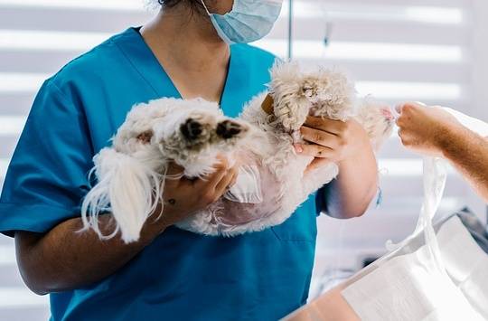 동물병원에서 진료받는 강아지(사진 이미지투데이) ⓒ 뉴스1