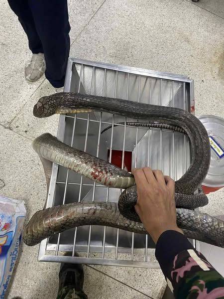 태국 여성 수핀 완펀이 제압한 킹코브라의 모습. 페이스북 캡처