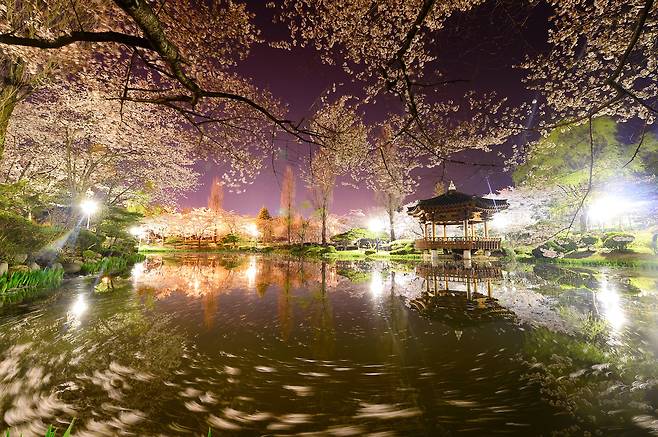 봄바람이 분다. 눈 깜빡하는 사이 떠나가는 봄의 흔적을 담으러 길을 나선다. 지난 2014년 4월 6일 새벽 경북 경주 보문정에서 떨어지는 벚꽃잎과 어우러진 풍경, 아직은 남아있는 봄의 향기를 카메라에 담아 본다. /남강호 기자