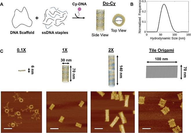 DNA 가닥에 염료(보라색)을 넣고 원통과 타일 모양으로 만든 모양. 특정 크기에서 췌장암 조직에 흡수되는 양이 가장 많았다./Advance Science