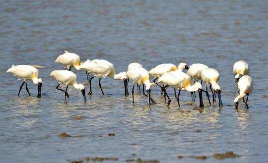 유네스코에 등재된 서천갯벌에서 먹이활동을 하고 있는 국제적 멸존위기종 저어새 모습. 서천지속발전가능협의회 제공