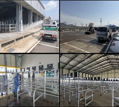 방역당국이 지난 4일 강진 축협 가축 시장 안팎을 소독하고 있다. 전남도 제공