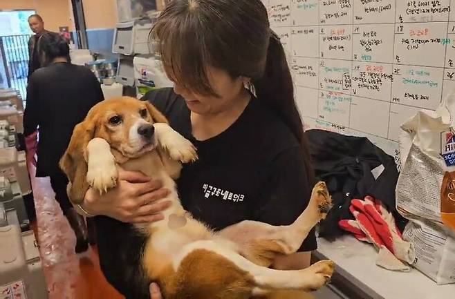 실험동물의 날인 24일 동물보호단체 ‘비글구조네트워크’는 최근 동물실험에 동원됐던 비글 견종 개 30마리를 구조했다고 밝혔다. 비글구조네트워크 제공