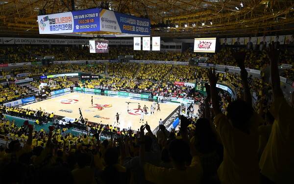 2024~2025 남자프로농구 창원 엘지(LG)와 울산 현대모비스의 4강 플레이오프 1차전(24일)에는 평일 저녁인데도 4501명이 창원체육관을 찾았다. 이번 플레이오프 한 경기 최다 관중이다. 한국농구연맹 제공