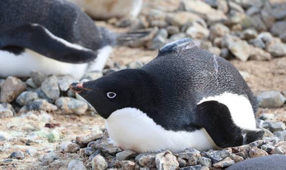 남극 아델리펭귄. [사진=극지연구소]