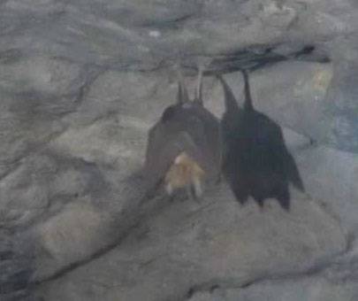 ▲ 동해시 천곡동 ‘천곡황금박쥐동굴’에 뜬 황금박쥐 모습.