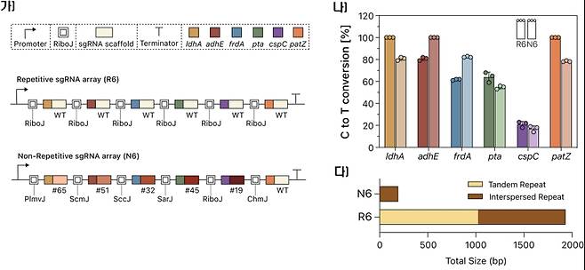 NR-RAMBE 시스템의 개발 및 반복 서열 비교 분석. 가)기존 RAMBE(R6)는 동일한 RiboJ-sgRNA 모듈을 반복 배열한 구조인 반면, NR-RAMBE(N6)는 서로 다른 리보자임과 변형된 sgRNA 스캐폴드를 조합하여 반복 서열 없이 설계된 비반복 배열. 나)RAMBE(R6)와 NR-RAMBE(N6)를 각각 활용해 6개 유전자(ldhA, adhE, frdA, pta, cspC, patZ)를 동시에 편집한 결과, NR-RAMBE는 대부분의 표적에서 기존 RAMBE와 유사한 수준의 높은 편집 효율을 유지하였음. 이를 통해 반복 서열 없이도 정확한 sgRNA 처리 및 고효율 편집이 가능함을 확인함. 다)반복 서열을 분석한 결과, RAMBE(R6)는 약 1,026bp의 직렬 반복(tandem repeat)과 918bp의 산재 반복(interspersed repeat) 등 총 1,944bp의 반복 서열을 포함하지만, NR-RAMBE(N6)는 이를 약 194bp로 줄여 DNA 합성의 안정성과 효율을 크게 향상시킴. 한국생명공학연구원