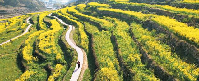 남해 두모마을의 ‘파라다랑스’. 다랑논을 유채꽃밭으로 단장하고 주변 밭에 꽃 잔디와 튤립 등을 심어서 꽃으로 가득한 농촌 테마파크로 조성한 곳이다. 파라다랑스란 이름은 파라다이스와 다랑논의 합성어다.